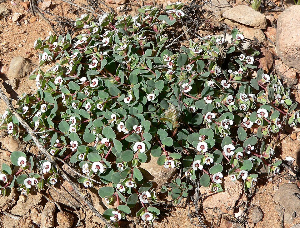 Euphorbia albomarginata (Whitemargin Sandmat) (alternate view 6)