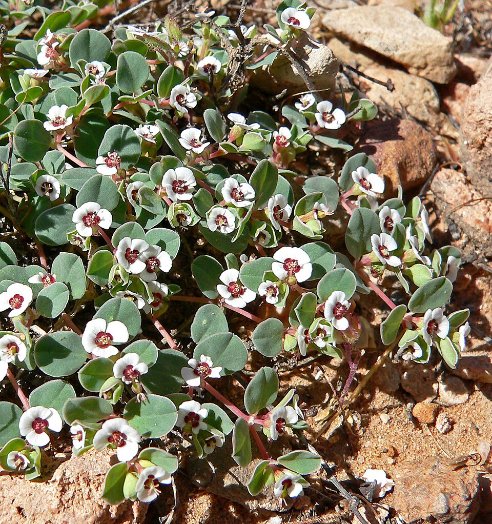 Euphorbia albomarginata (Whitemargin Sandmat) (alternate view 7)