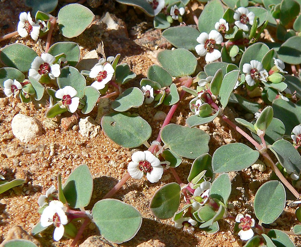 Euphorbia albomarginata (Whitemargin Sandmat) (alternate view 8)