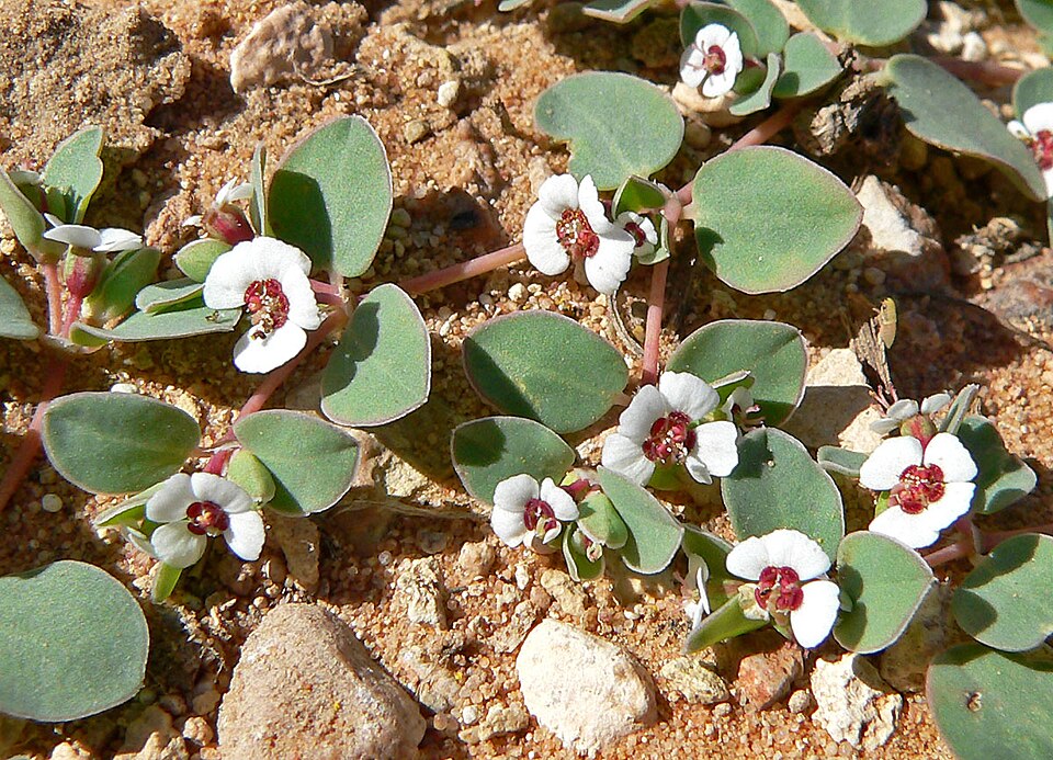 Euphorbia albomarginata (Whitemargin Sandmat) (alternate view 9)