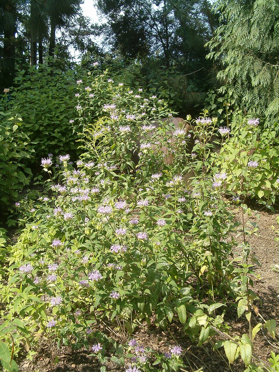 Monarda fistulosa (Wild Bergamot)