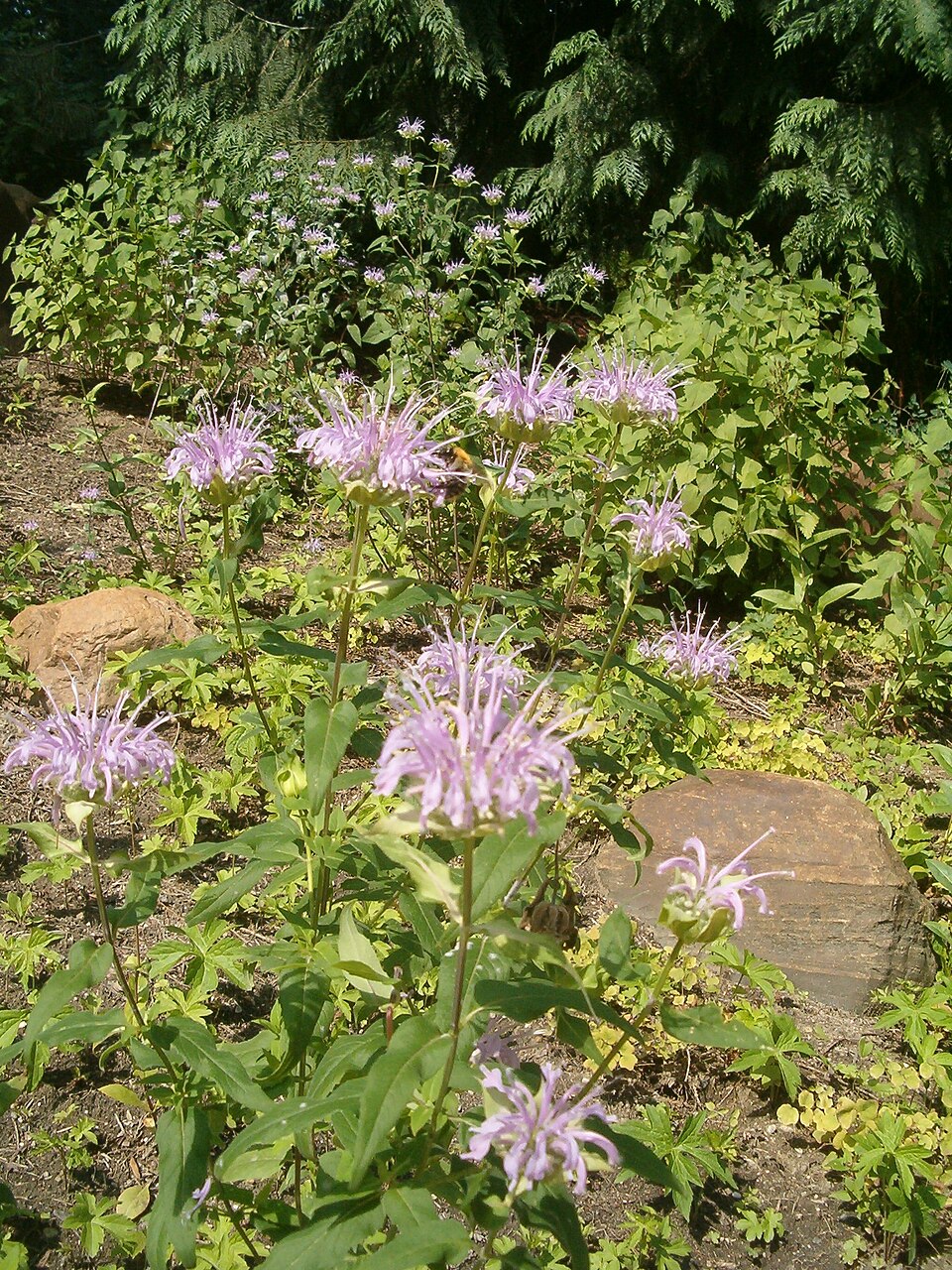 Monarda fistulosa (Wild Bergamot)
