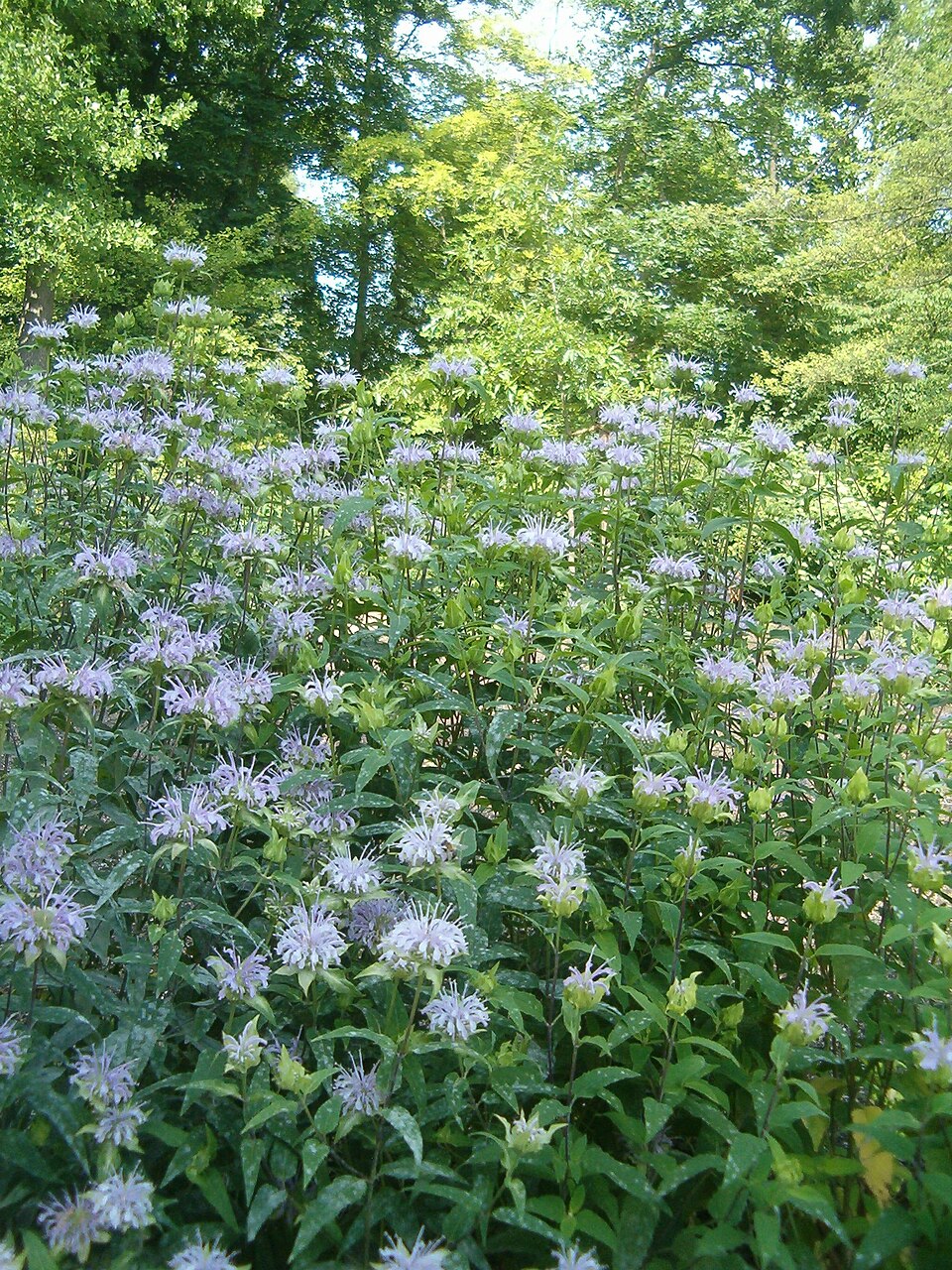 Monarda fistulosa (Wild Bergamot)