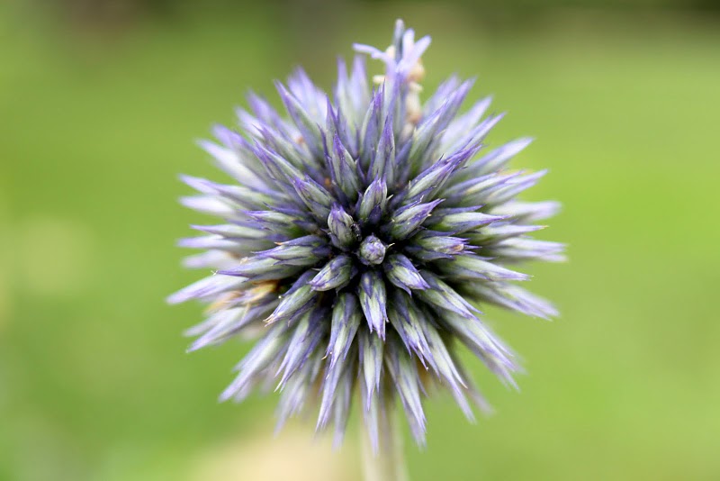 Echinops bannaticus (Blue Globe Thistle) (alternate view 10)