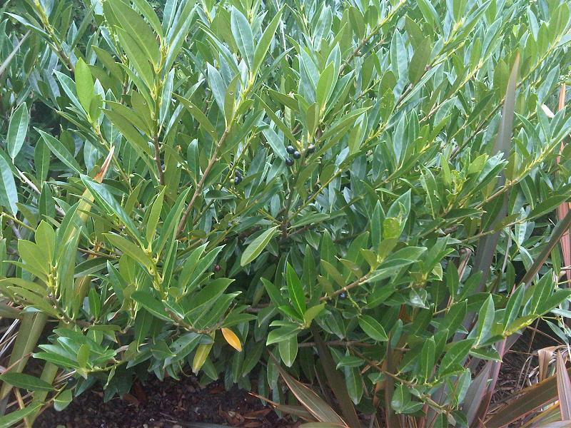 Prunus laurocerasus 'Otto Luyken' (Otto Luyken Laurel)