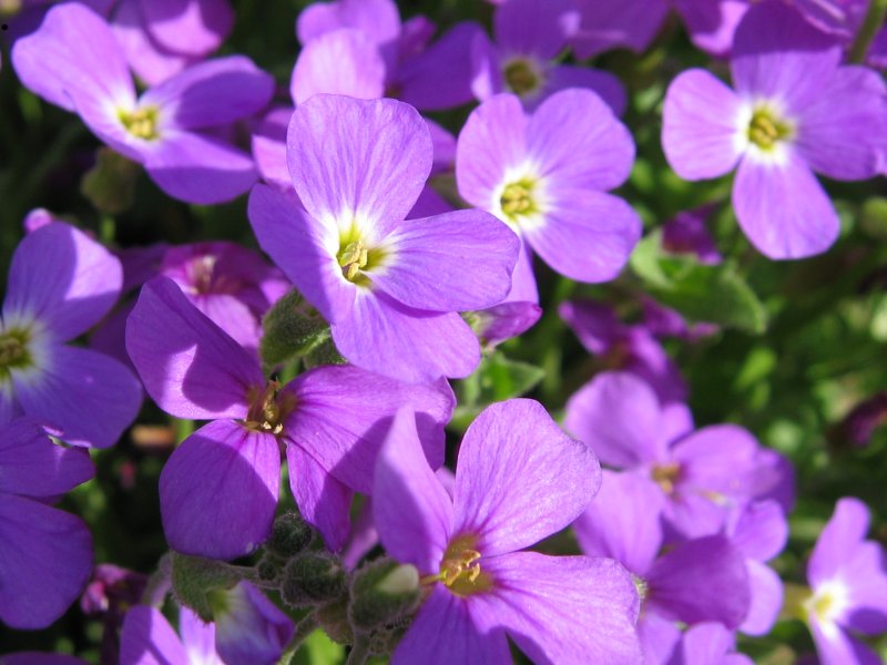 Aubrieta deltoidea (purple rock cress)