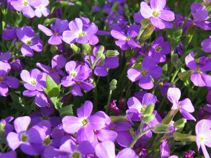 Aubrieta deltoidea (purple rock cress)