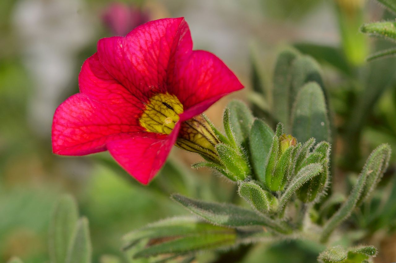 Calibrachoa (million bells)