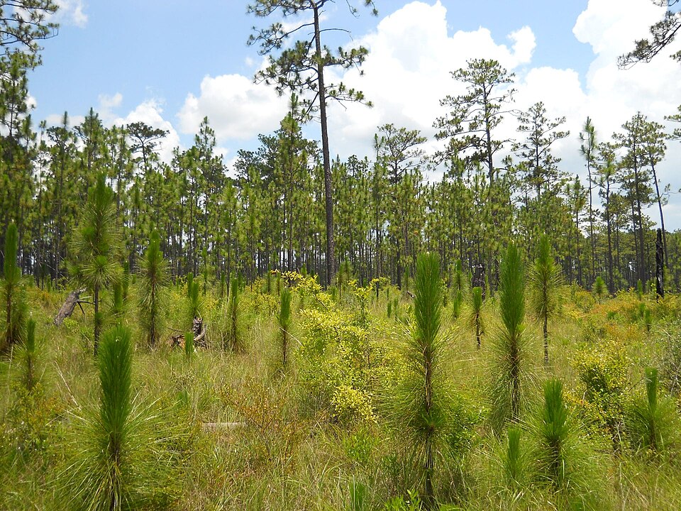 Pinus palustris (longleaf pine) (alternate view 3)