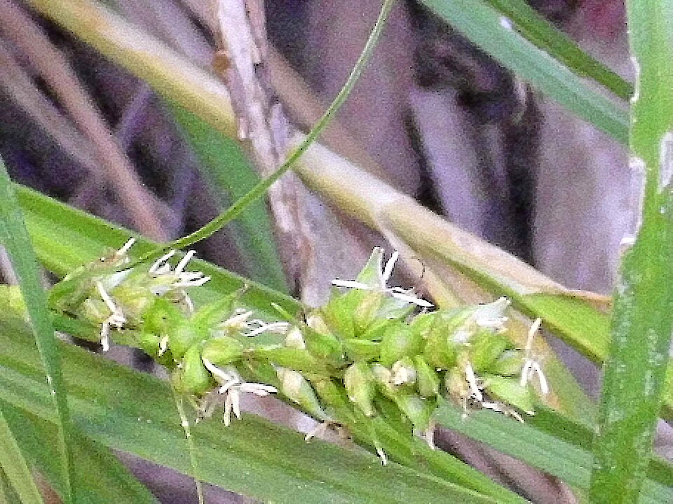 Carex panicea (grass-like sedge)