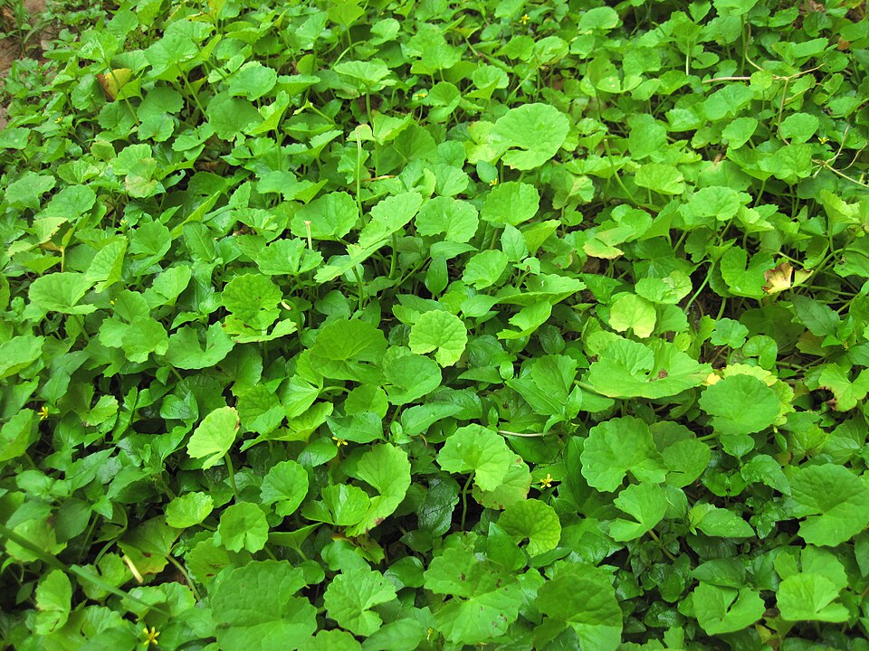 Centella asiatica (Indian pennywort) (alternate view 9)