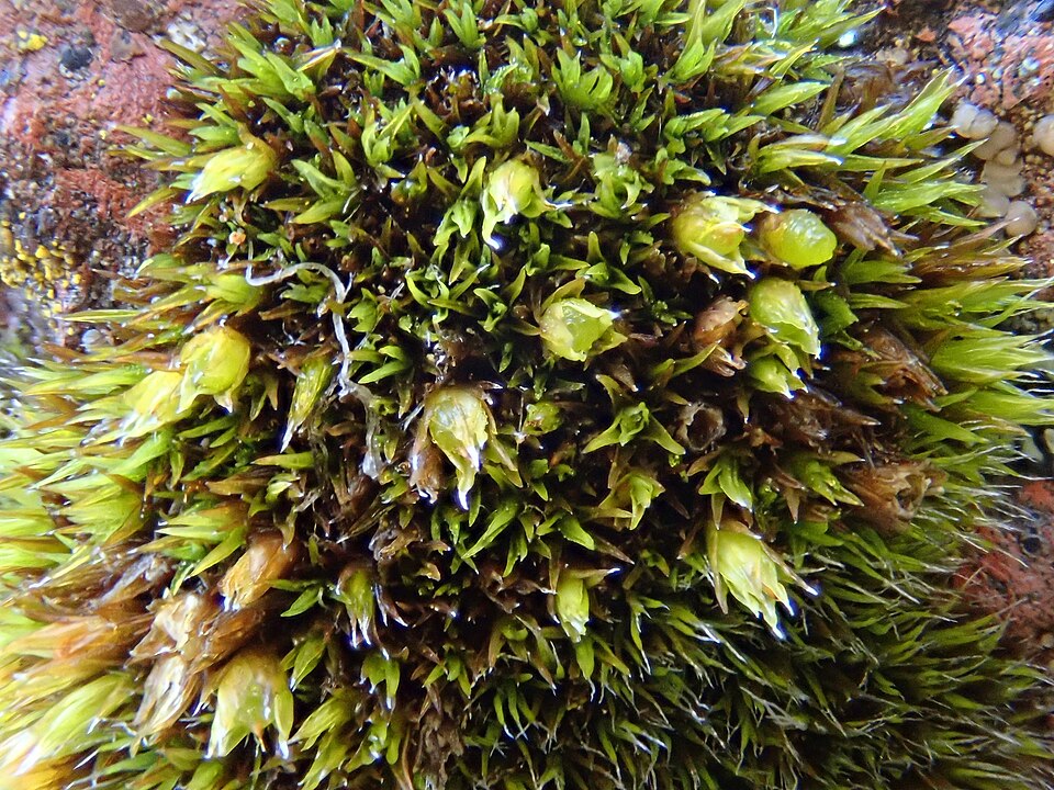 Schistidium (alternate view 4)