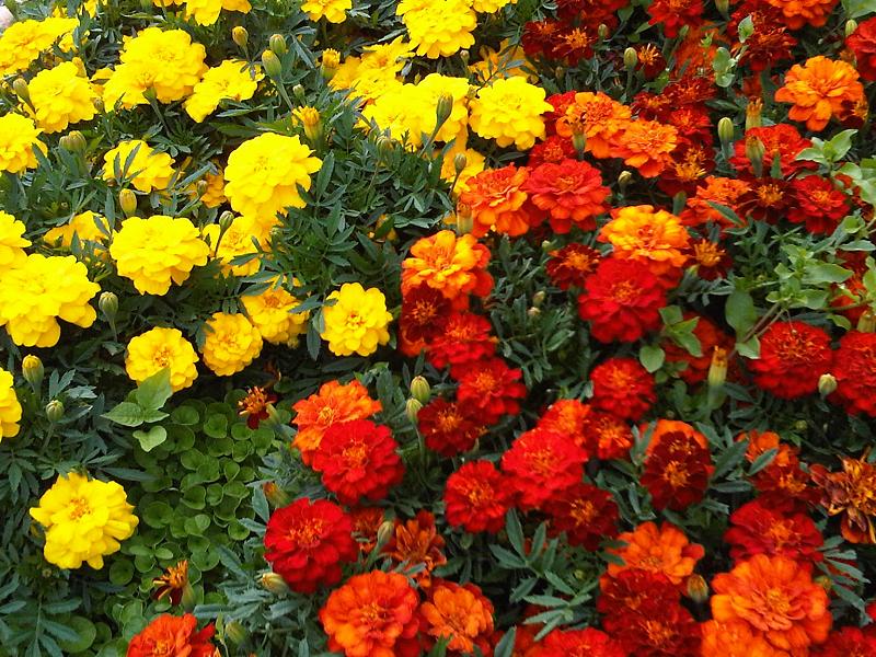 Tagetes erecta (Mexican Marigold) (alternate view 7)