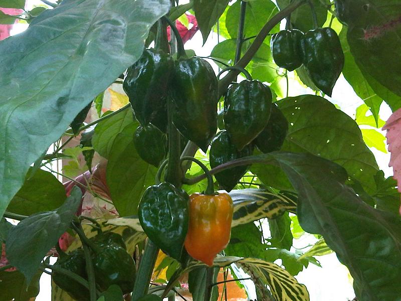 Capsicum annuum, Pepper — upright deciduous (Solanaceae) (image 6 of 10)