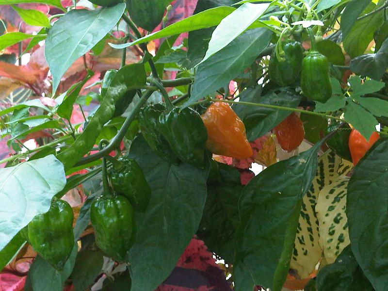 Capsicum annuum, Pepper — upright deciduous (Solanaceae) (image 7 of 10)