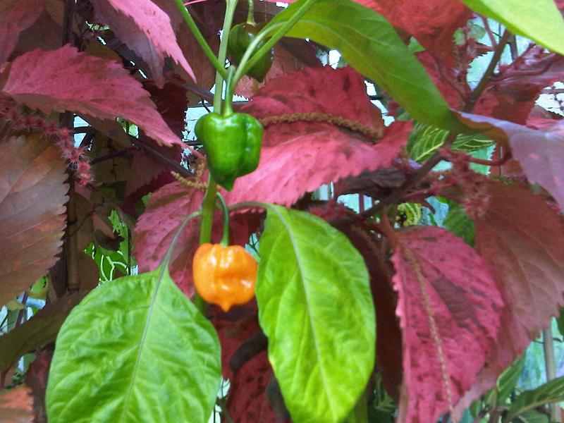 Capsicum annuum, Pepper — upright deciduous (Solanaceae) (image 8 of 10)