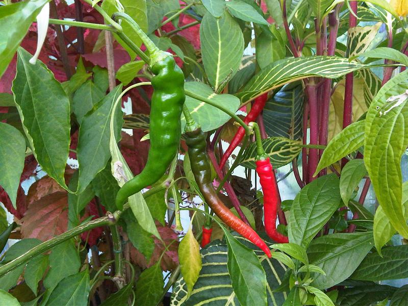 Capsicum annuum, Pepper — upright deciduous (Solanaceae) (image 9 of 10)