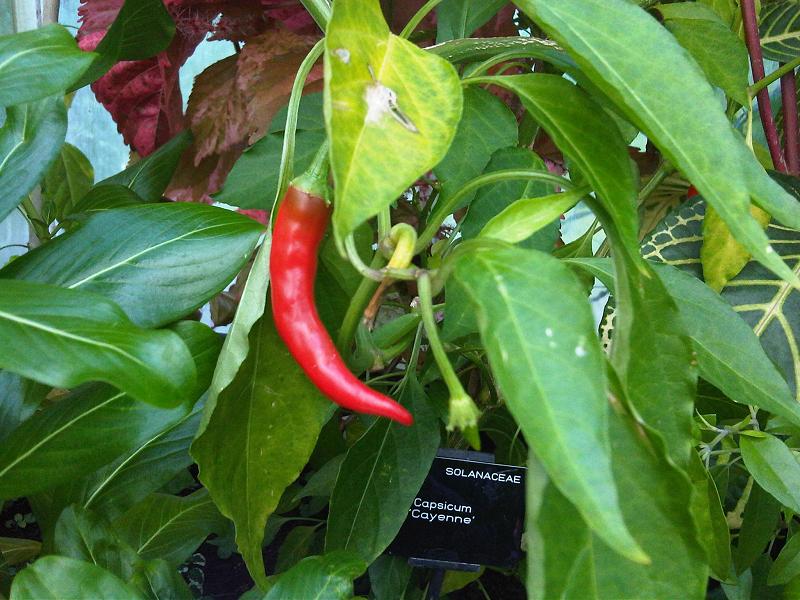 Capsicum annuum, Pepper — upright deciduous (Solanaceae) (image 10 of 10)