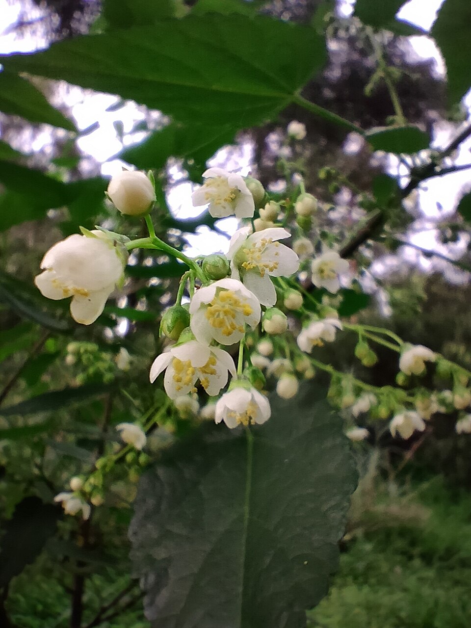 Gynatrix pulchella (Hemp Bush) (alternate view 7)