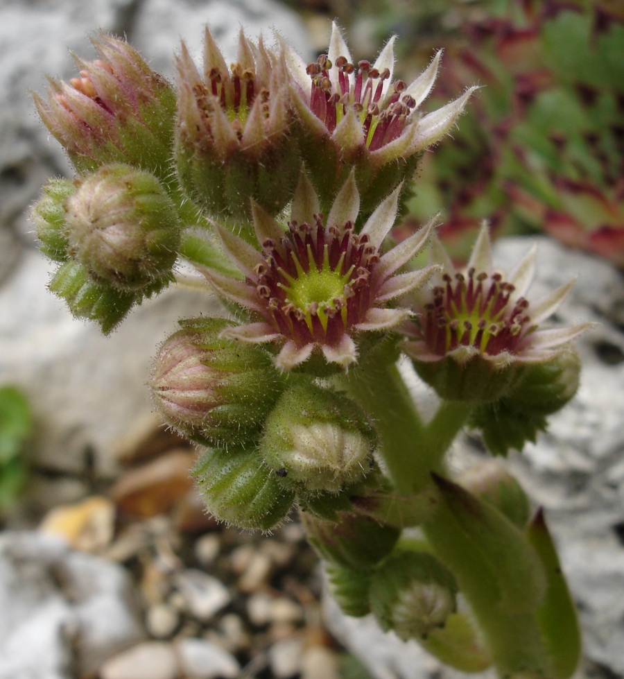 Sempervivum calcareum (alternate view 13)