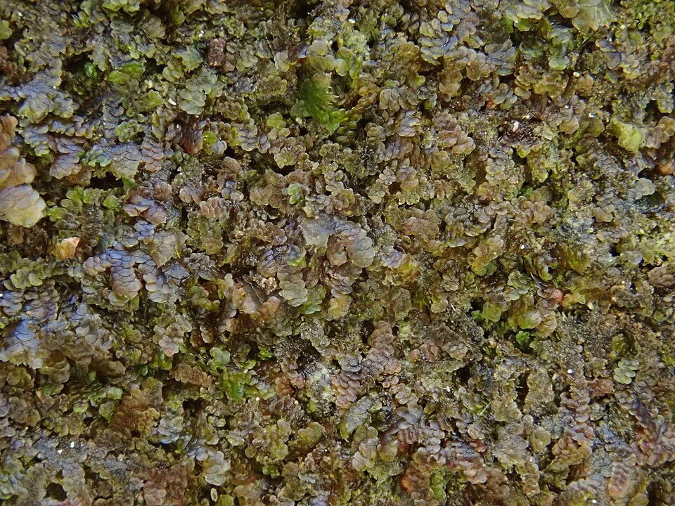 Frullania (Scaleworts) (alternate view 7)