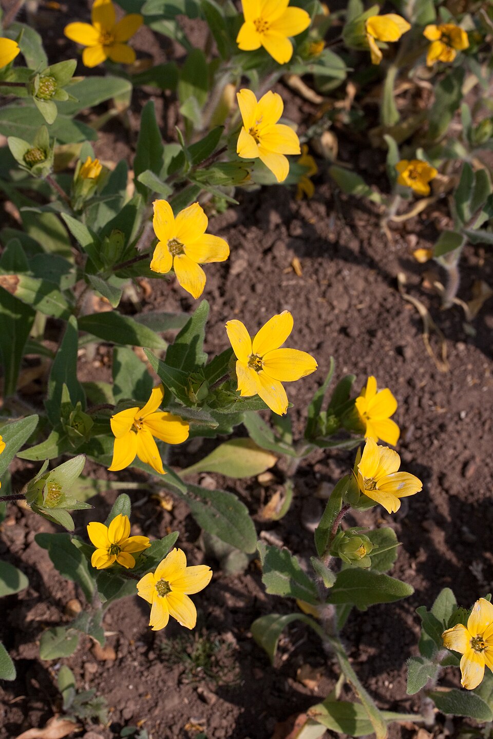 Lindheimera texana (Texas yellow star) (alternate view 2)