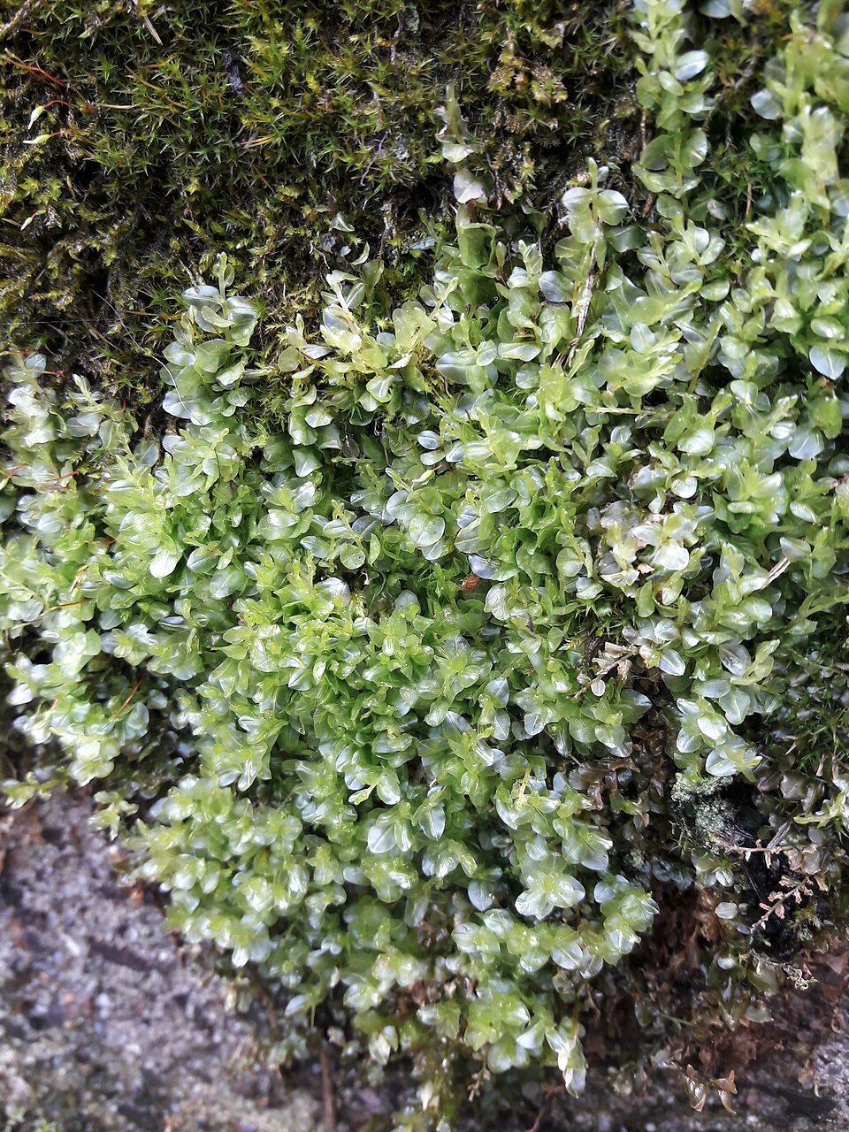 Rhizomnium