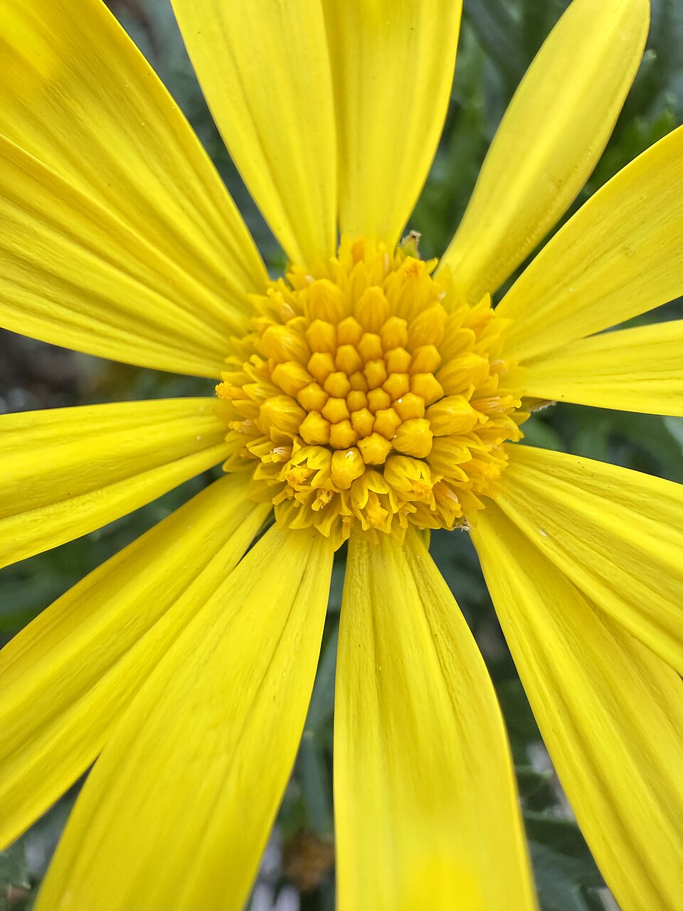 Euryops (True-eye Daisies)