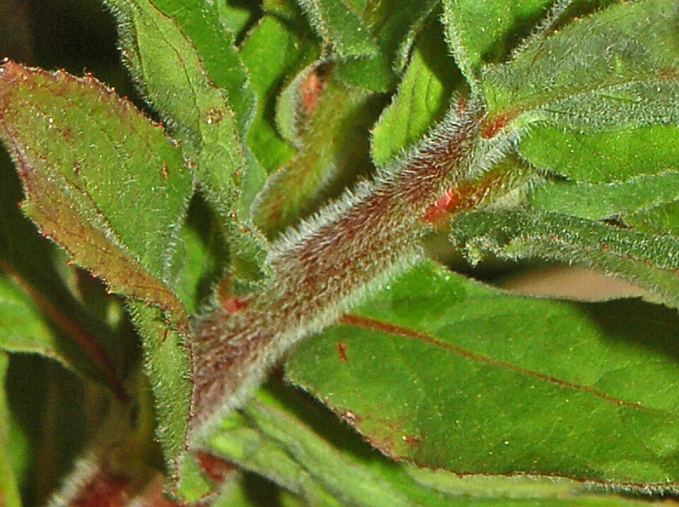 Epilobium parviflorum (Hoary Willowherb)