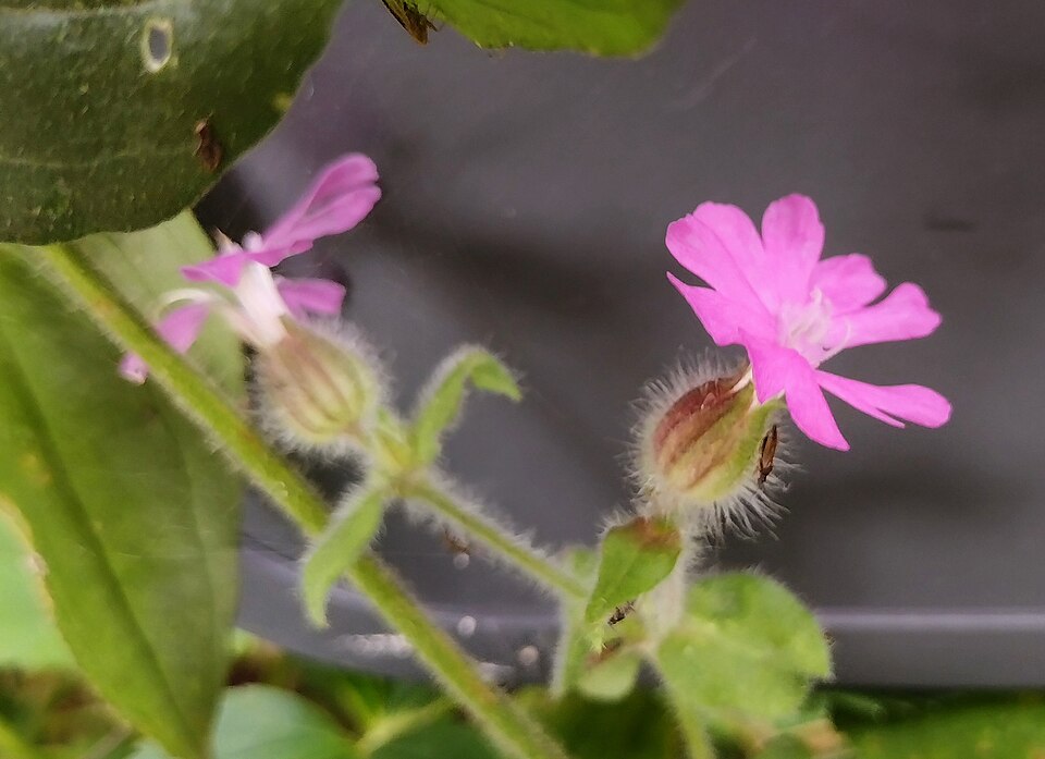 Silene × hampeana (Hybrid Campion) (alternate view 8)