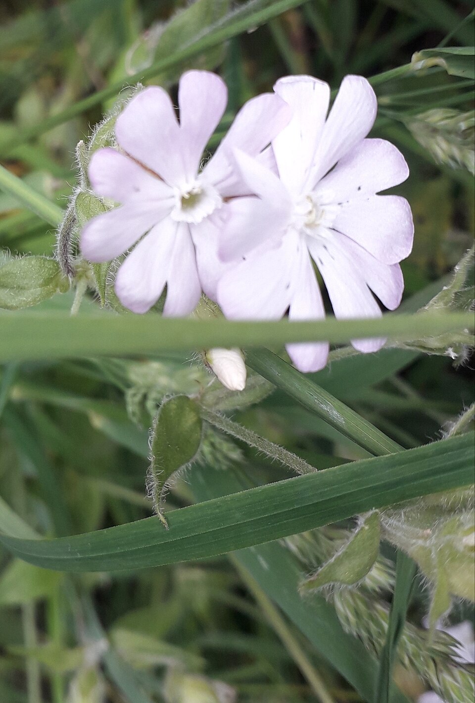 Silene × hampeana (Hybrid Campion) (alternate view 12)