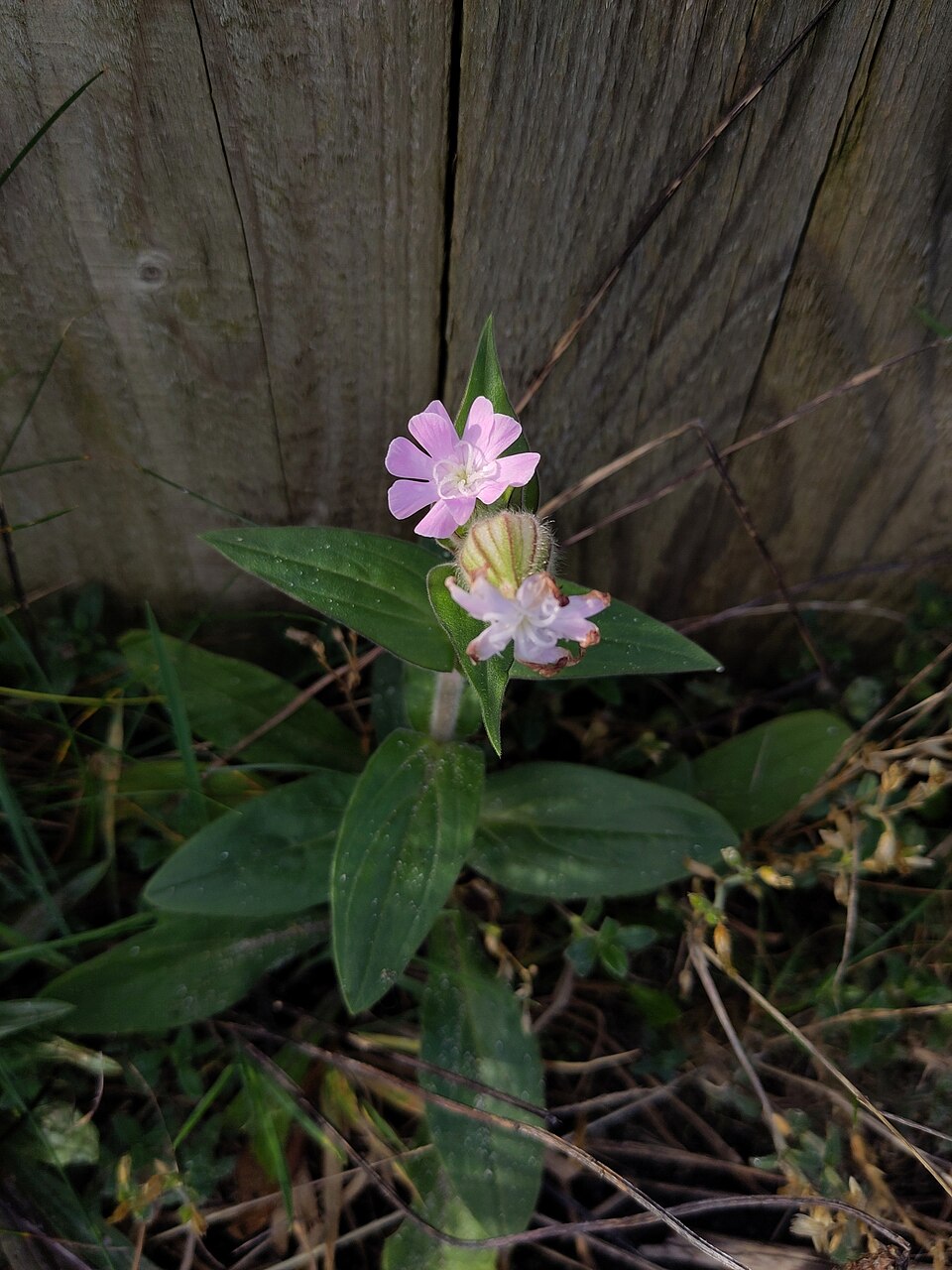 Silene × hampeana (Hybrid Campion) (alternate view 13)