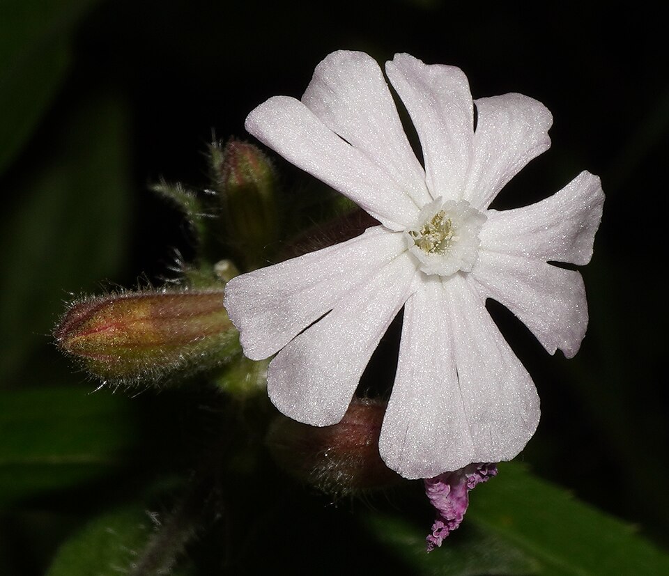 Silene × hampeana (Hybrid Campion) (alternate view 14)