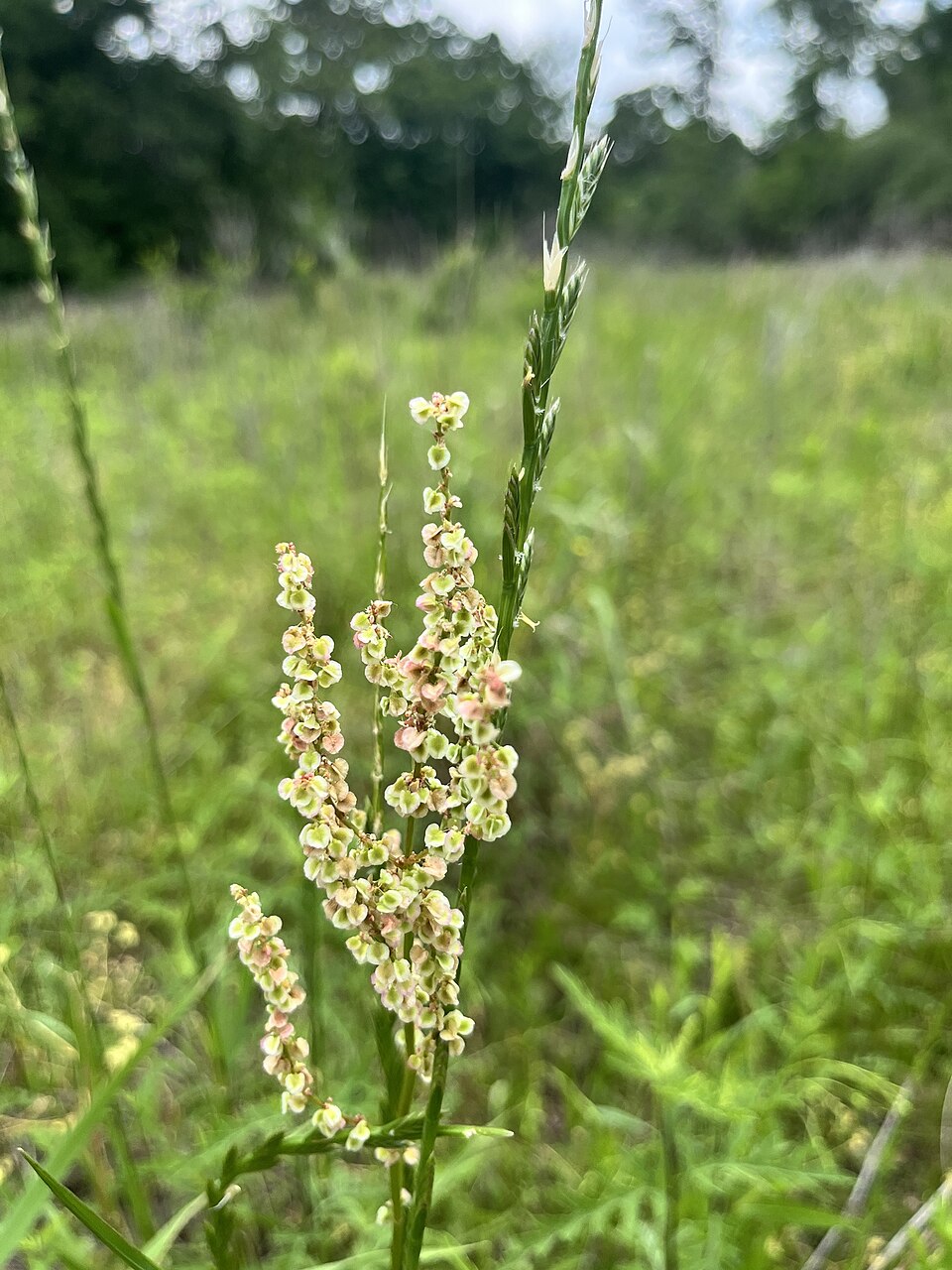 Rumex hastatulus (Hastate-leaved dock)