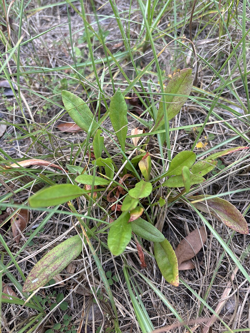 Rumex hastatulus (Hastate-leaved dock) (alternate view 2)