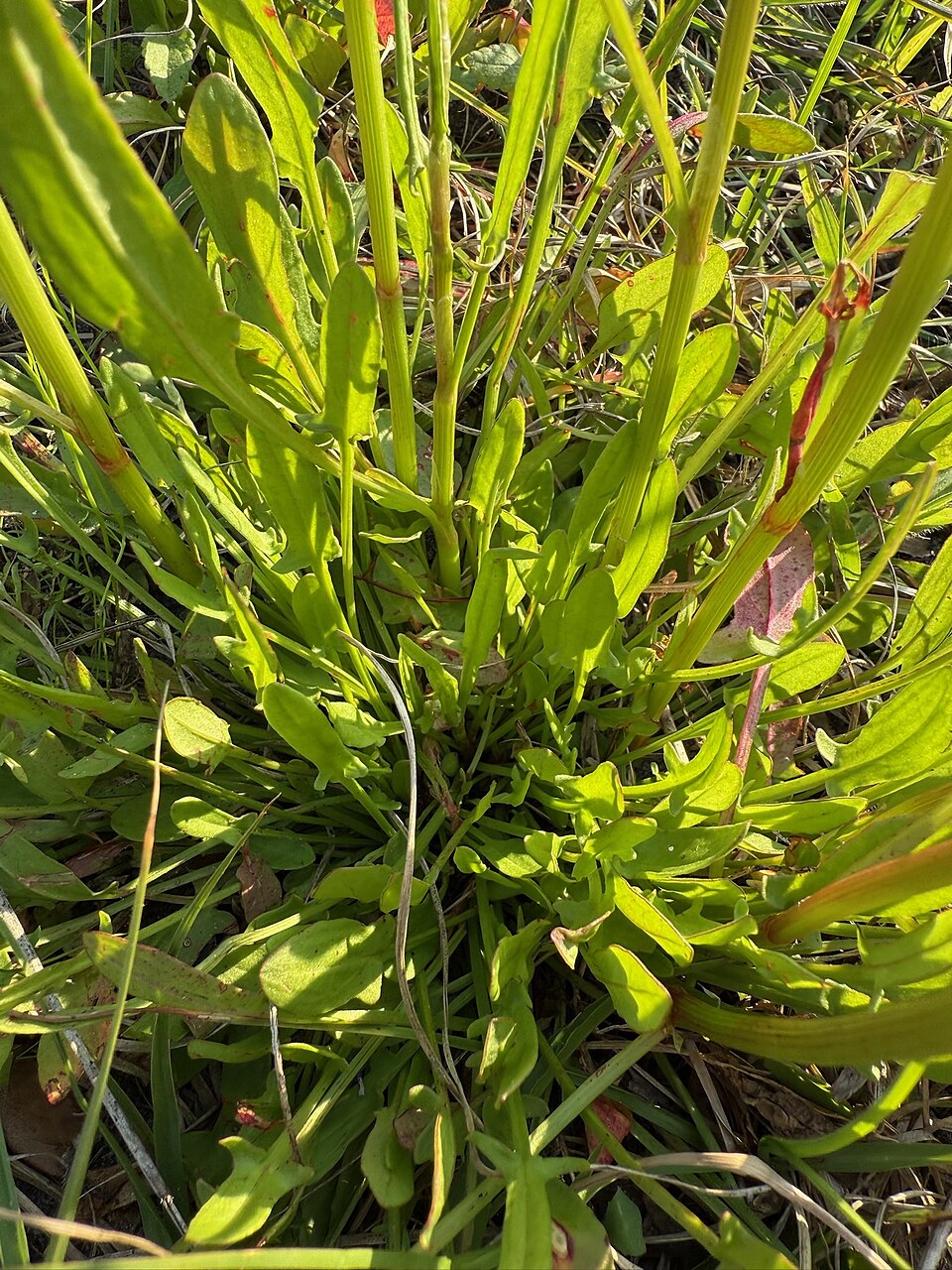 Rumex hastatulus (Hastate-leaved dock) (alternate view 3)