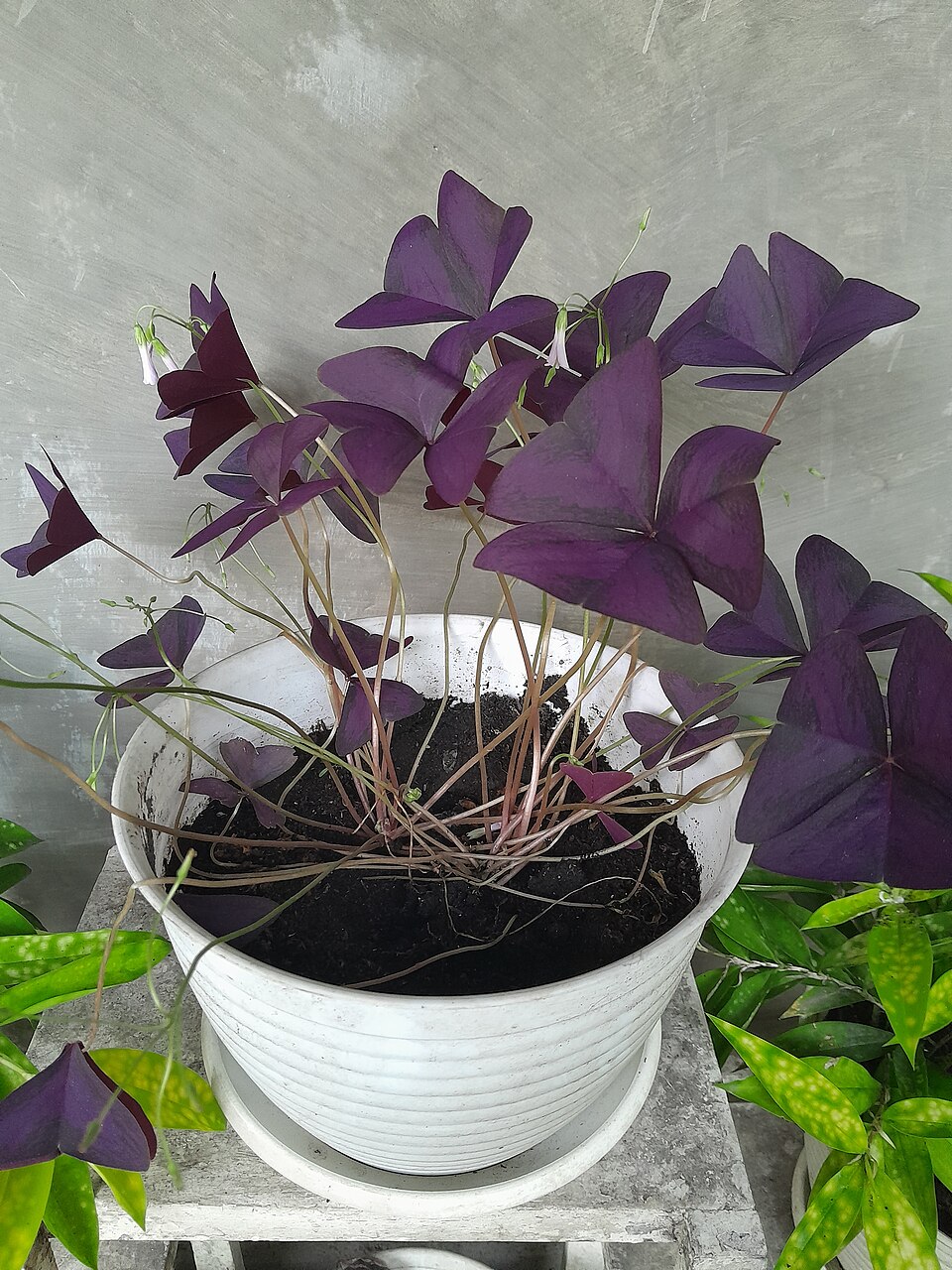Oxalis (Woodsorrels) (alternate view 4)