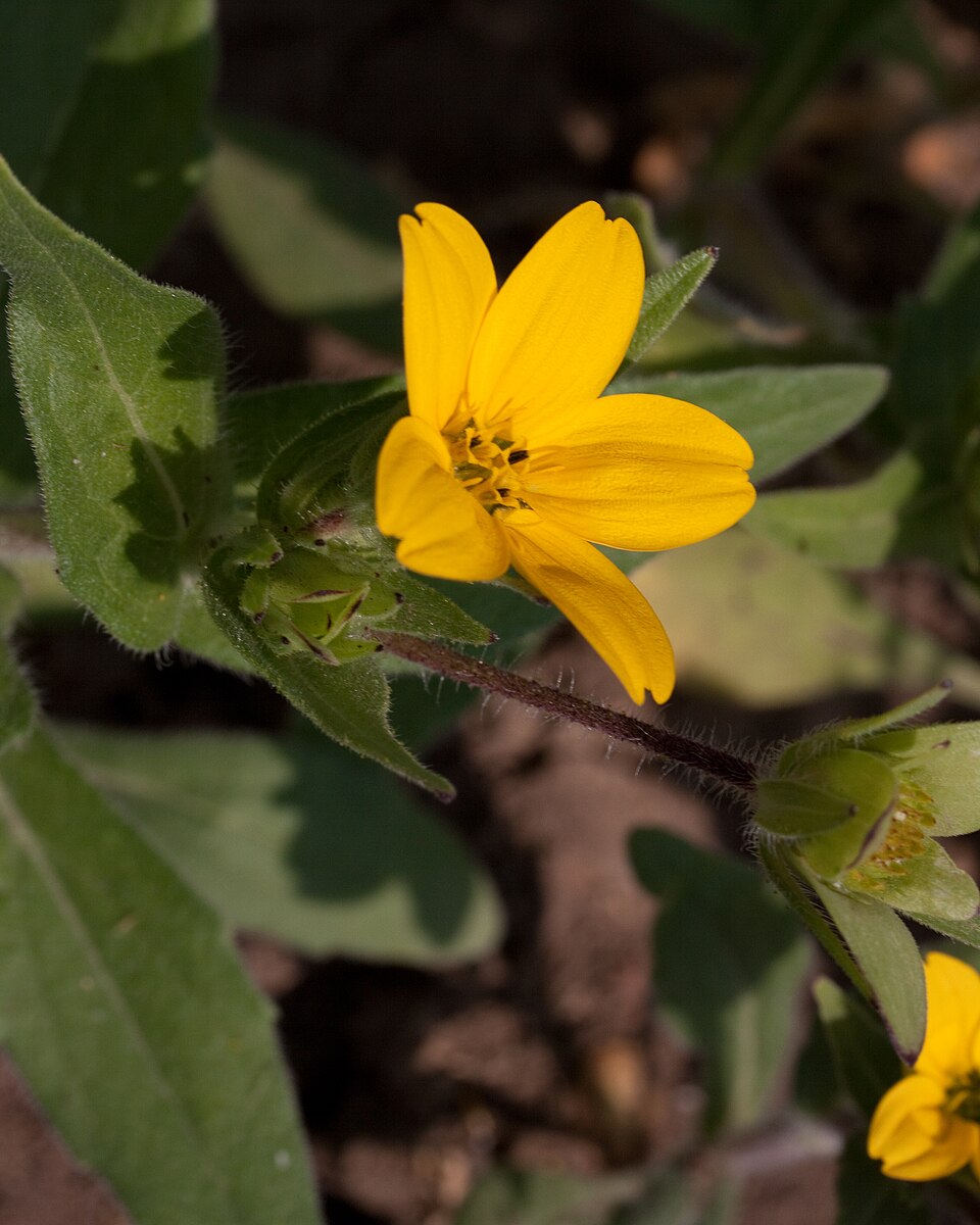 Lindheimera texana (Texas yellow star) (alternate view 3)
