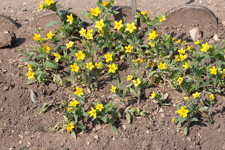 Lindheimera texana (Texas yellow star) (alternate view 4)
