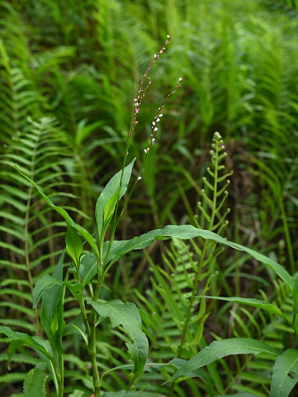 Persicaria punctata (Dotted Smartweed) (alternate view 9)