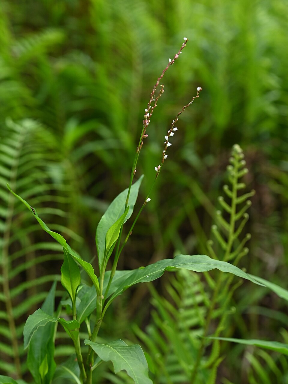Persicaria punctata (Dotted Smartweed) (alternate view 10)