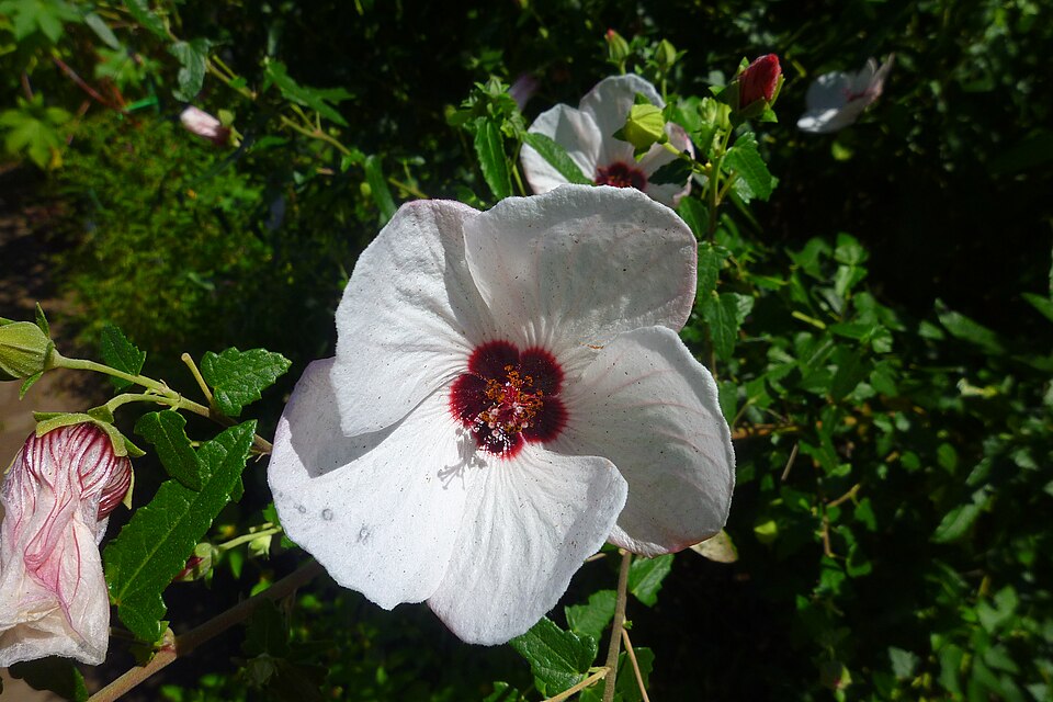 Pavonia hastata (Spearleaf Swampmallow) (alternate view 6)