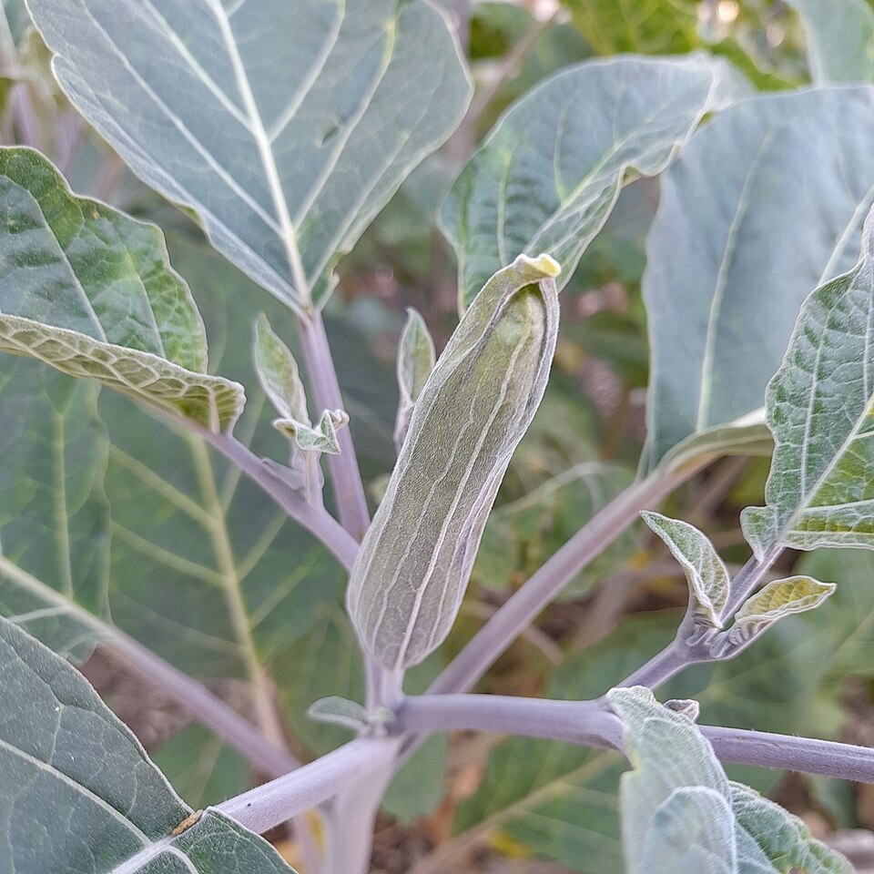 Datura wrightii (Sacred Datura)
