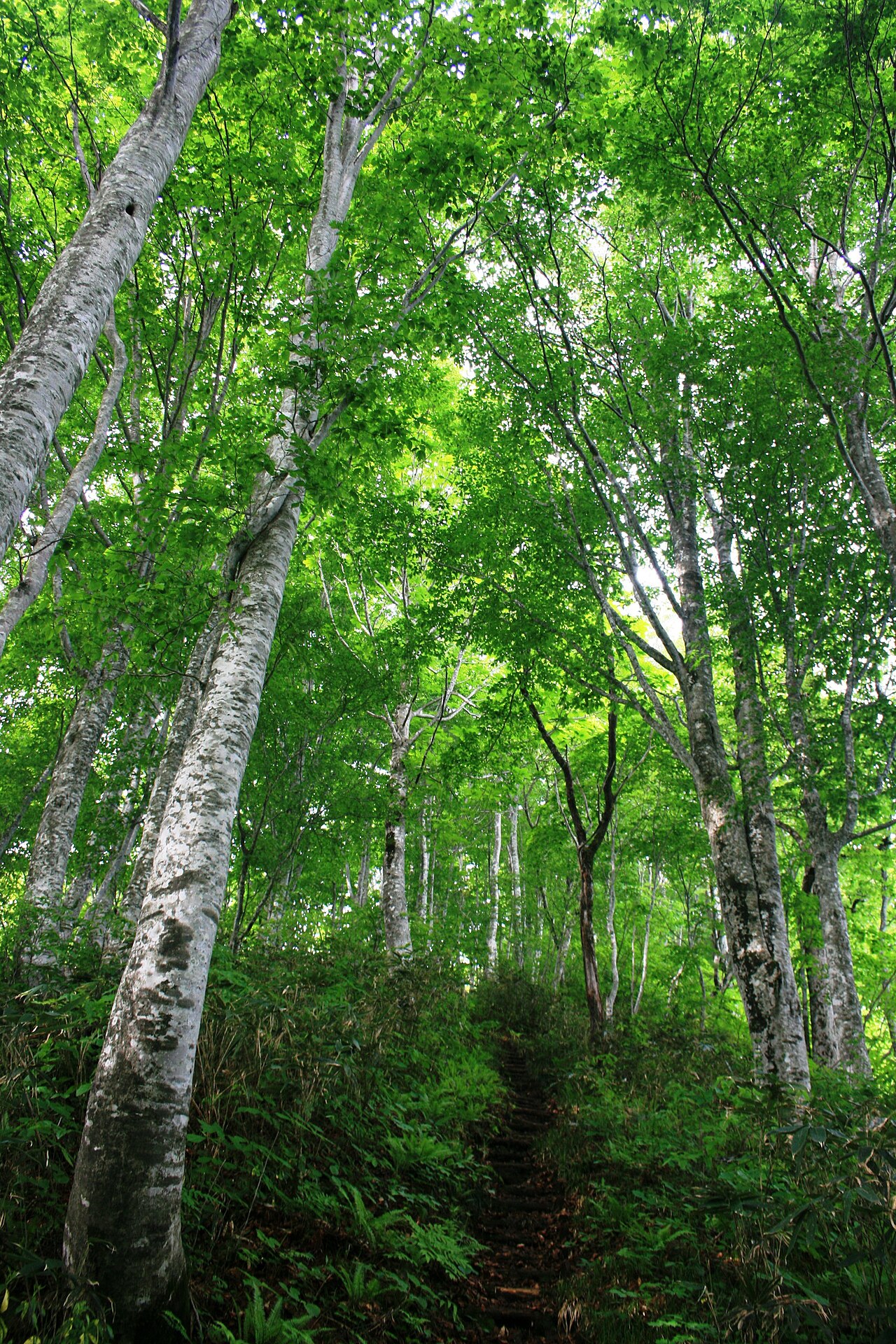 Fagus crenata, Japanese beech — upright deciduous (Fagaceae) (image 7 of 10)