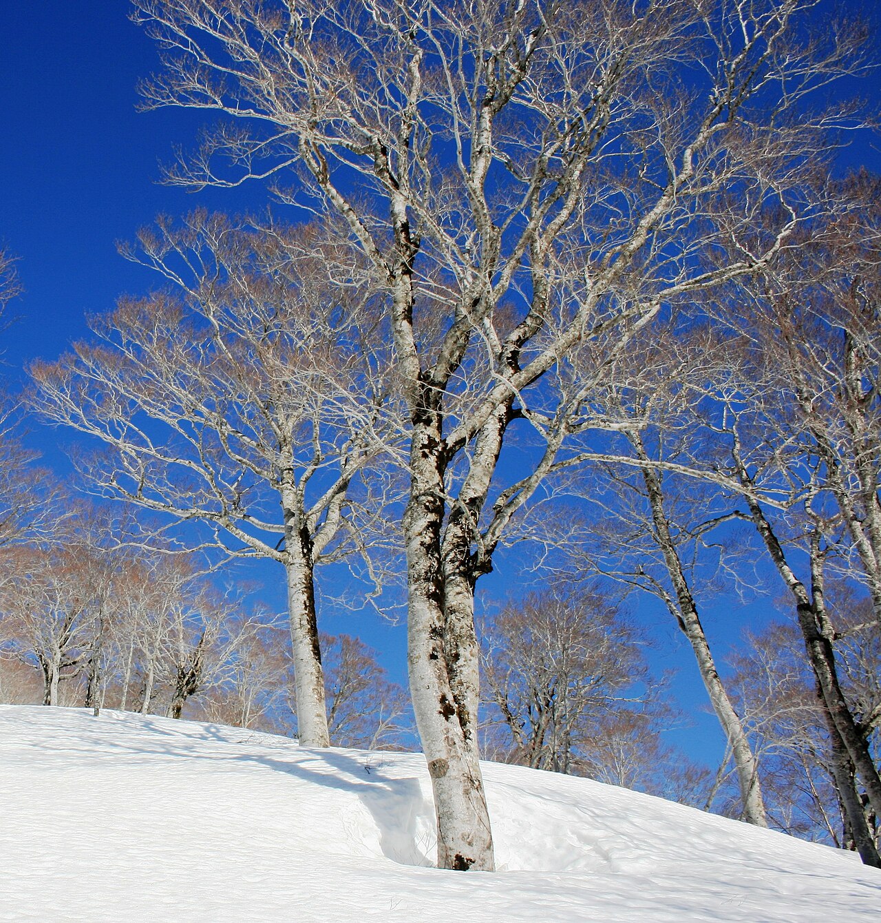 Fagus crenata, Japanese beech — upright deciduous (Fagaceae) (image 8 of 10)