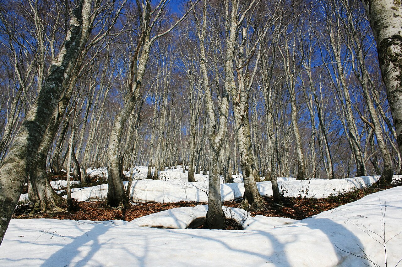Fagus crenata, Japanese beech — upright deciduous (Fagaceae) (image 9 of 10)