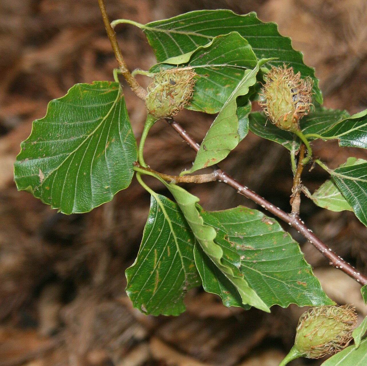 Fagus crenata, Japanese beech — upright deciduous (Fagaceae) (image 10 of 10)