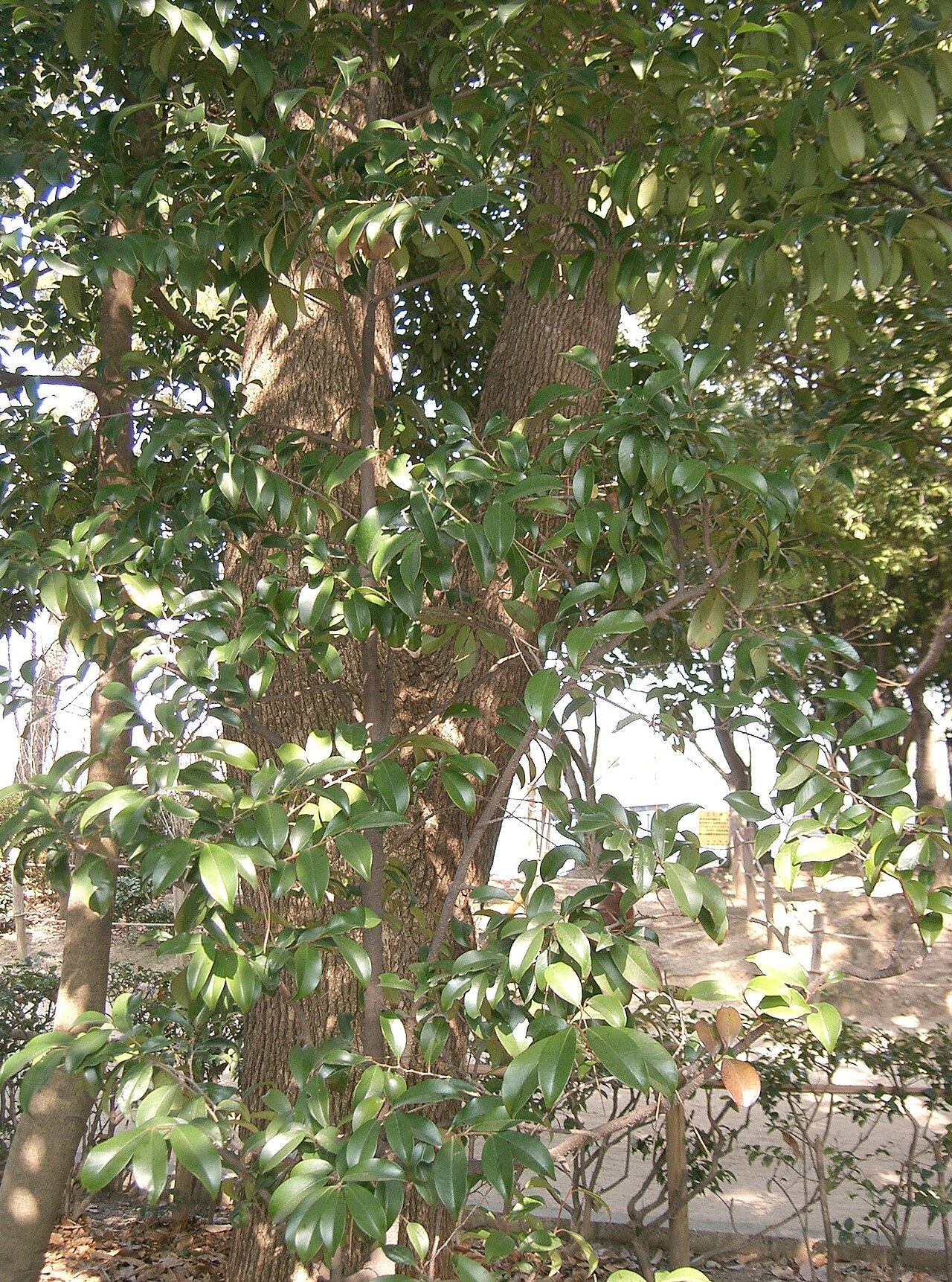 Cleyera japonica, Sakaki — upright evergreen (Pentaphylacaceae) (image 2 of 8)