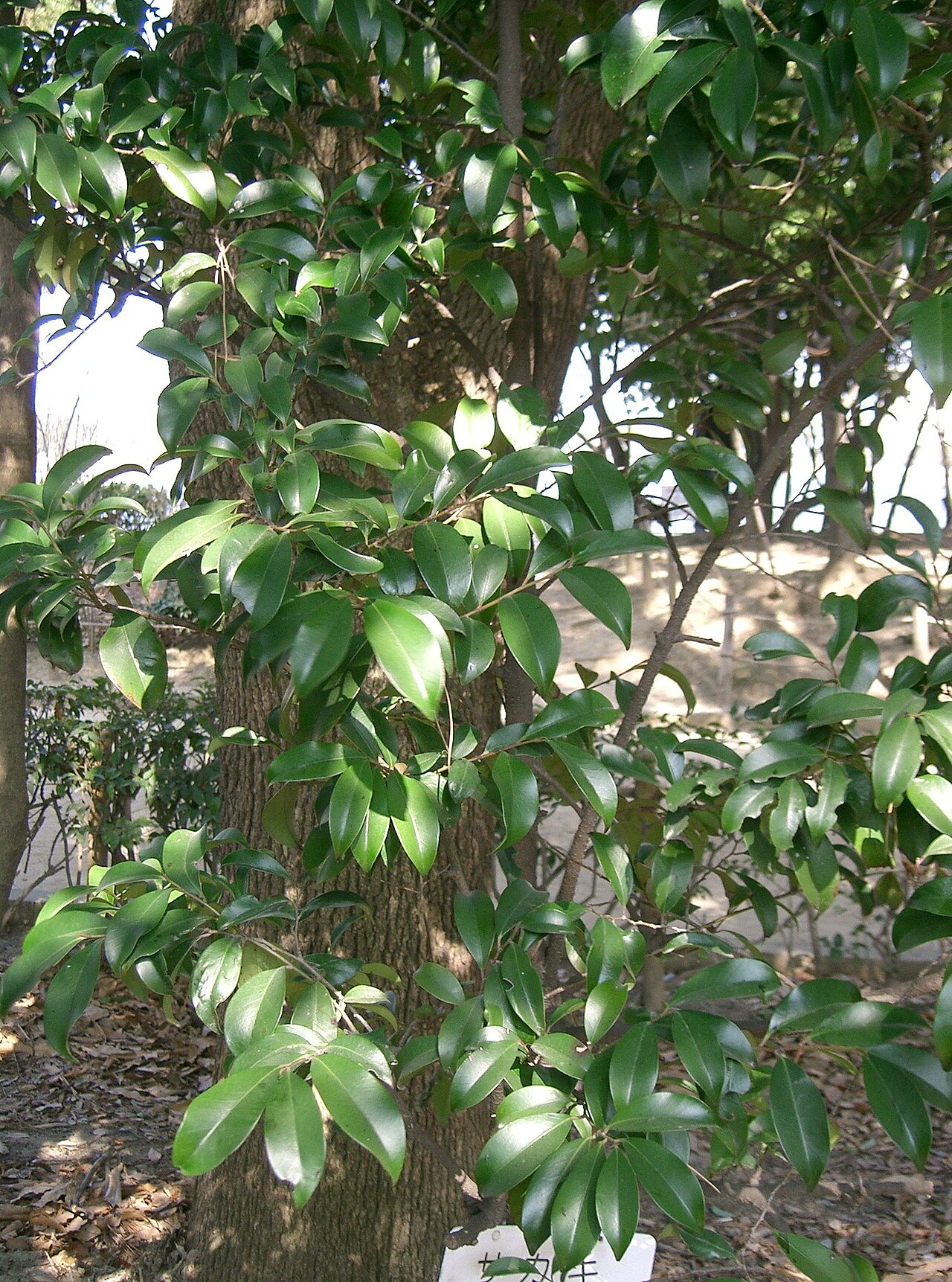 Cleyera japonica, Sakaki — upright evergreen (Pentaphylacaceae) (image 3 of 8)