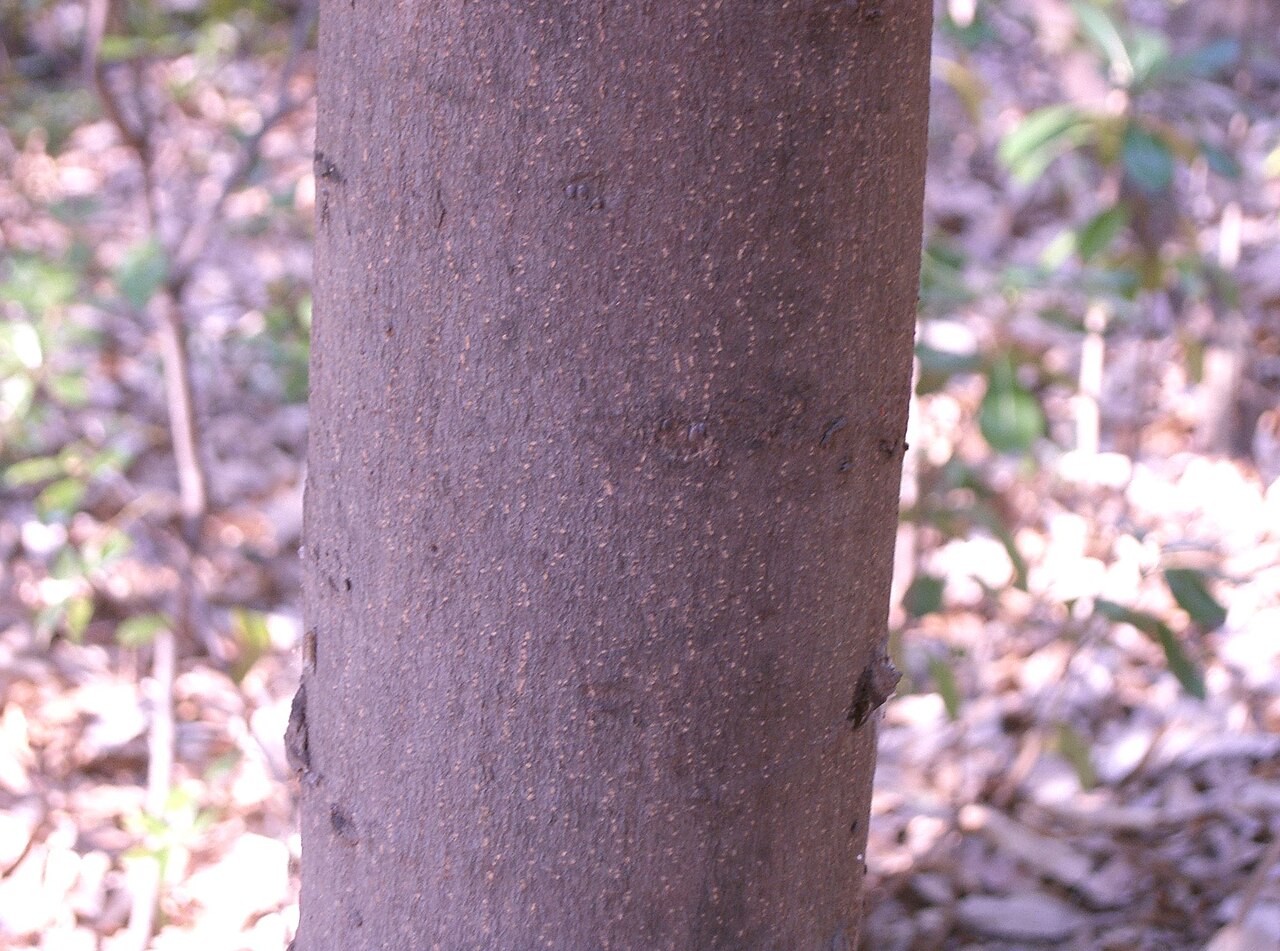 Distylium racemosum, Isu tree — upright evergreen (Hamamelidaceae) (image 1 of 10)